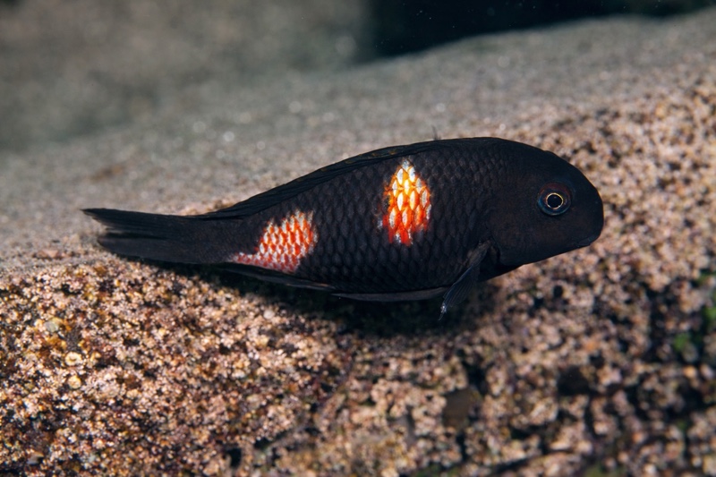 Tropheus sp. 'kirschfleck' Nkwasi Point